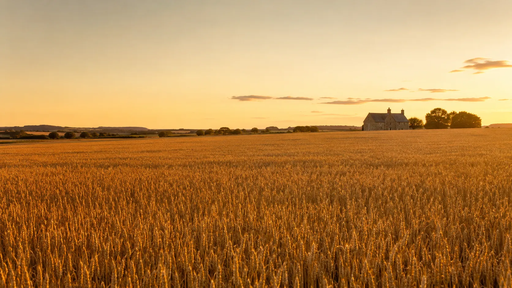 Wide field of identical golden wheat stalks at golden hour with distant farmhouse — the index analogy made visible.